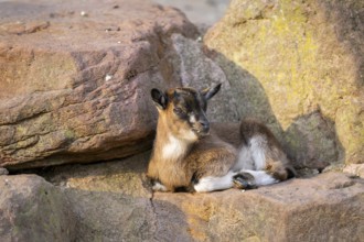 Domestic goat (Capra hircus) youngster on a rock, Bavaria, Germany
