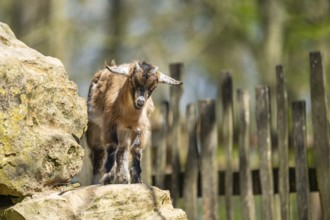 Domestic goat (Capra hircus) standing on a rock, Bavaria, Germany