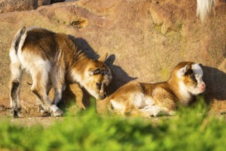 Domestic goat (Capra hircus) youngsters on the ground, Bavaria, Germany