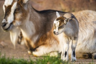 Domestic goat (Capra hircus) mother with her youngster, Bavaria, Germany