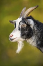 Domestic goat (Capra hircus), portrait, Bavaria, Germany