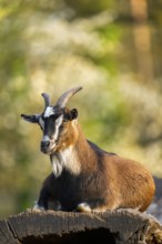 Domestic goat (Capra hircus) lying on a rock, Bavaria, Germany