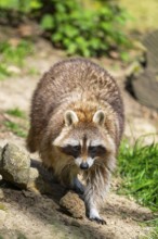 Common raccoon (Procyon lotor) walking on the ground, Bavaria, Germany