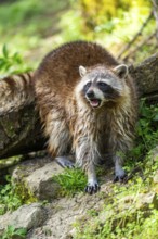 Common raccoon (Procyon lotor) standing on the ground, Bavaria, Germany