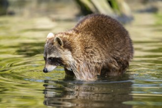 Common raccoon (Procyon lotor) in the water of a little lake, Bavaria, Germany