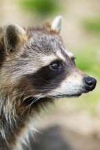 Common raccoon (Procyon lotor), portrait, Bavaria, Germany