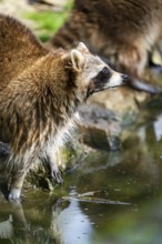 Common raccoon (Procyon lotor) on the watershore, Bavaria, Germany