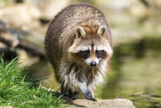 Common raccoon (Procyon lotor) walking on the ground, Bavaria, Germany