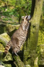 Common raccoon (Procyon lotor) climbing up a tree, Bavaria, Germany