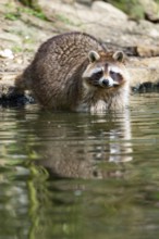 Common raccoon (Procyon lotor) in the water of a little lake, Bavaria, Germany