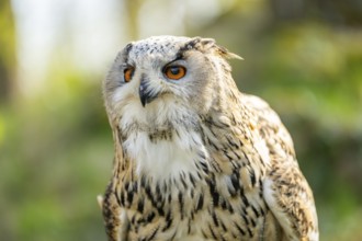 Eurasian eagle-owl (Bubo bubo) portrait, captive, Bavaria, Germany