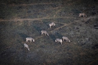 Steppe zebras (Equus quagga) grazing in arid landscape, aerial view, Okavango Delta, Botswana