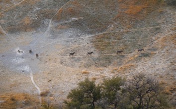 Steppe zebras (Equus quagga) rolling in dust, savanna landscape with yellow grass, aerial view,