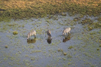 Steppe zebras (Equus quagga) drinking by the river, aerial view, Okavango Delta, Botswana