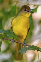 Yellow-bellied Greenbul (Chlorocichla flaviventris), Yellow-bellied Greenbul, Zambezi Region,