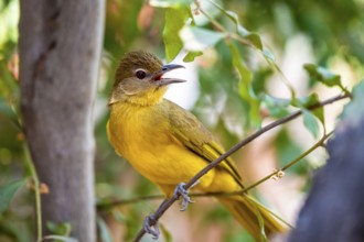 Yellow-bellied Greenbul (Chlorocichla flaviventris), Yellow-bellied Greenbul, Zambezi Region,