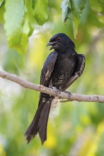 Fork-tailed drongo (Dicrurus adsimilis), Zambezi Region, Caprivi Strip, Namibia