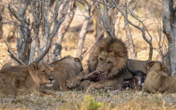Lion pack with kill, maned lion (Panthera Leo) eats buffalo, savanna, Moremi Game Reserve, Botswana