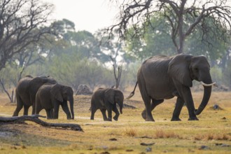 Herd with young animals, elephants (Loxodonta africana), Xakanaxa, Moremi Game Reserve, Botswana