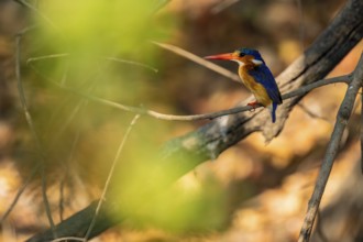 Malachite kingfisher (Corythornis cristatus) sitting on branch on the Okavango River, Caprivi