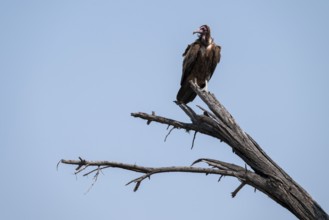 Hooded Vulture (Necrosyrtes monachus) sitting on a branch against a blue sky, Moremi Game Reserve,