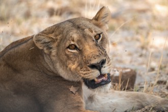 Female, Lion (Panthera Leo), Moremi Game Reserve, Botswana