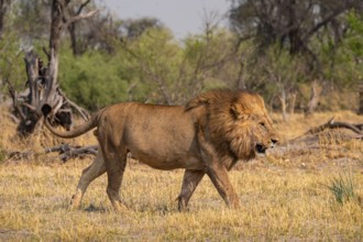 Maned Lion, Lion (Panthera Leo) runs, Savanna, Moremi Game Reserve, Botswana