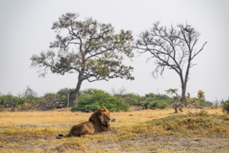 Maned lion, lion (Panthera leo) lies in the savanna, Moremi Game Reserve, Botswana