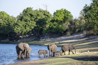 African elephant (Loxodonta africana) drinking in Chobe River, Ihaha, Chobe National Park National