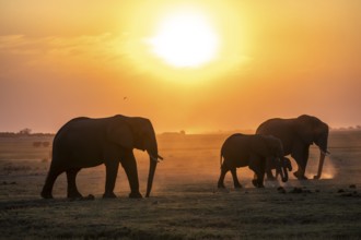 Herd, African Elephant (Loxodonta africana), Silhouette, Sunset, Ambient Light, Ihaha, Chobe