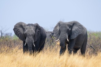 Herd of African elephants (Loxodonta africana) in dry savanna, Bwabwata National Park, Caprivi