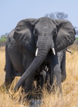 African elephant (Loxodonta africana) in dry savanna, Bwabwata National Park, Caprivi Strip,