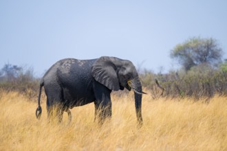 African elephant (Loxodonta africana) in dry savanna, Bwabwata National Park, Caprivi Strip,