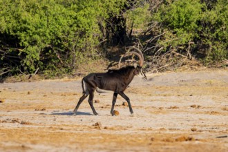 Sable, black antelope, black antelope (Hippotragus niger), Caprivi strip, Namibia