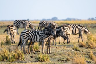 Herd of Steppe Zebras (Equus quagga), Ambient Light, Ihaha, Chobe National Park National Park,