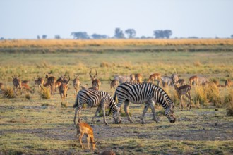 Impalas and steppe zebras (Equus quagga), atmospheric lighting, Ihaha, Chobe National Park National