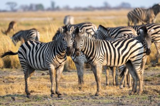 Two steppe zebras (Equus quagga), atmospheric lighting, Ihaha, Chobe National Park National Park,