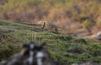 Nile crocodile (Crocodylus niloticus) runs on the Okavango River, Caprivi Strip, Namibia