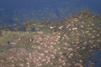 Herd of letschwe (Kobus leche), lychee bog antelope, riverbank, river landscape, aerial view,