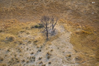Species tree in the savanna, landscape, aerial view of the Okavango Delta, near Maun, Okavango