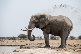 Mud bath, animal behavior, African elephant (Loxodonta africana), at waterhole, Nxai Pan National