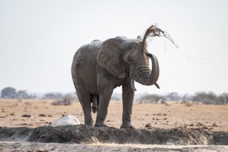 Male, African elephant (Loxodonta africana), mud bath at waterhole, Nxai Pan National Park,