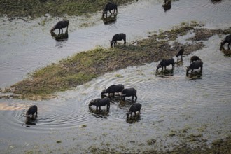 Kaffir buffalo (Syncerus caffer caffer), flock drinking in the river, aerial view, Okavango Delta,