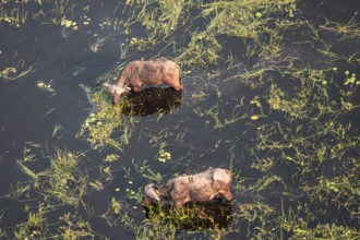Kaffir buffalo (Syncerus caffer caffer), Two animals drinking in the river, aerial view, Okavango