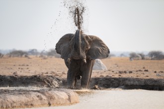Male, African elephant (Loxodonta africana), mud bath at waterhole, Nxai Pan National Park,