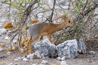 Kirk's Dik-dik (Madoqua kirkii), adult animal in the undergrowth, Etosha National Park, Namibia