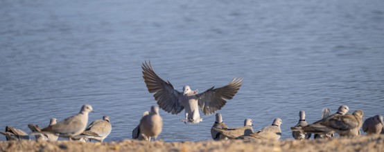 Turkish pigeons at the waterhole, Savuti, Chobe National Park, Botswana
