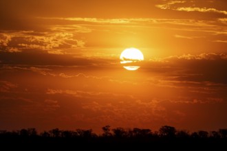 Impressive sunset over the African savanna, silhouette of the horizon with trees in front of the