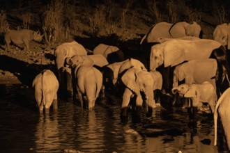 Night view, African elephant (Loxodonta africana), at Halali waterhole, Etosha National Park,