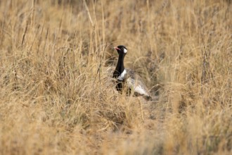 Northern Black Korhaan (Afrotis afraoides), or cackling bustard (Eupodotis afra), male, Etosha